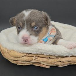 Crumble(1600) - Blue male Pembroke Welsh Corgi puppy in Dickeyville, Wisconsin from J&R Shepherds & Corgis