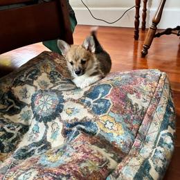 Foxy - Sable male Pembroke Welsh Corgi puppy in Northampton, Massachusetts from Lola’s Corgis