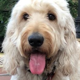 Goldendoodles from D & D Golden Doodles, LLC