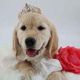 Golden Retriever Puppies from Golden Meadows of Utah