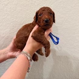 Blue - Red  male Goldendoodle puppy in Pearland, Texas from Double Shot Boykins