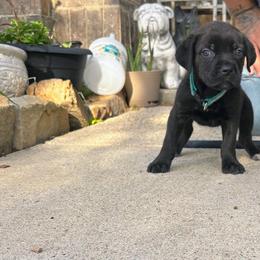 Girl 1 - Black brindle female Cane Corso puppy in Forney, Texas from Dallas Lonestar Bullies