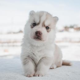 Siberian Husky Puppies from North River Siberians