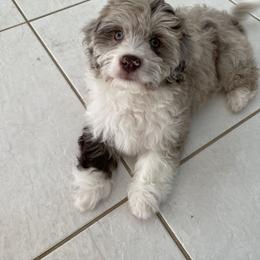 Aussiedoodle and Bernedoodle Puppies from Little Golden Farm