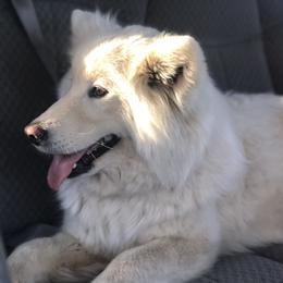 Samoyed Puppies from Morning Star Samoyeds