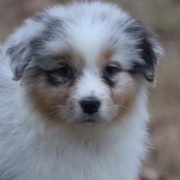 Australian Shepherd Puppies from Silverbrook Australian Shepherds
