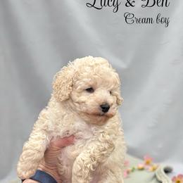 Poodle Puppies from KC Poodles of PA
