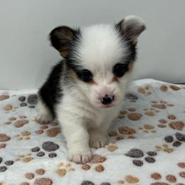 Skye - Black and tan female Pembroke Welsh Corgi puppy in Waco, Texas from The Comma Corgis