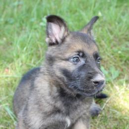 Taquito - Sable male German Shepherd puppy in Oakland, Oregon from VHM German Shepherds
