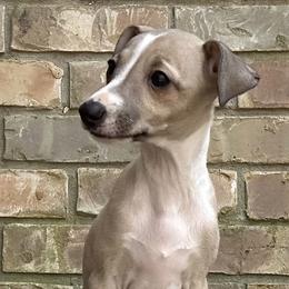 Pink - Fawn female Italian Greyhound puppy in Arkadelphia, Arkansas from Concordia