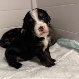Boy 1 - Tri-color male Bernedoodle puppy in Perryville, Maryland from Heavenly Heritage Dachshunds and Doods