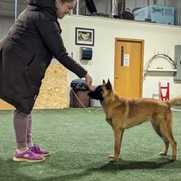 Australian Shepherd and Belgian Malinois Puppies from Rock 'n Wool Aussies & Malinois