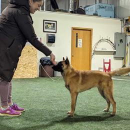 Australian Shepherd and Belgian Malinois Puppies from Rock 'n Wool Aussies & Malinois