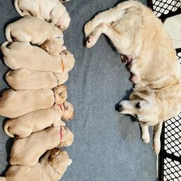 Golden Retriever Puppies from All shades Golden