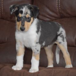Wave - Blue merle white and tan male Collie puppy in Danville, Pennsylvania from Brookwood Collies, Smooth & Rough