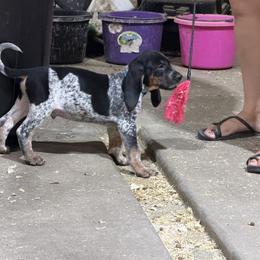 Bluetick Coonhound Puppies from 5280 Show stock