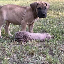 Latte - Fawn male Great Dane puppy in Montgomery, Texas from KD Sweet Southern Danes