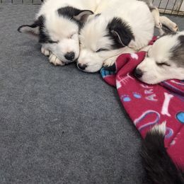 Siberian Husky Puppies from Marsh Creek Huskies