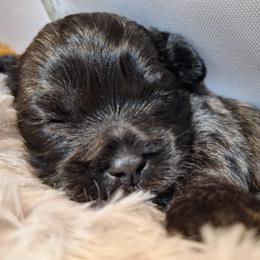Stoney - Brindle male Mal-Shi puppy in Apollo Beach, Florida from Gemstone Exclusive Pups of Florida