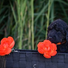 Poodle Puppies from Nay Design Poodles