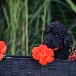 Poodle Puppies from Nay Design Poodles