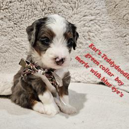 Boy 2 - Merle male Bernedoodle puppy in Schertz, Texas from Kat's Teddydoodles