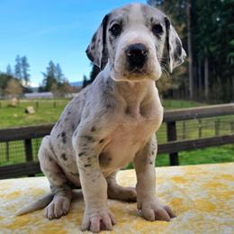 Monroe - Mantle merle female Great Dane puppy in Castle Rock, Washington from Uber Alles Great Danes