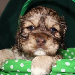 Cocker Spaniels from J and G Cockers