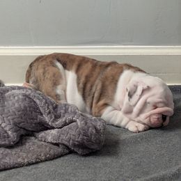 Jack - Red brindle and white male Bulldog puppy in South Carolina from Heritage Bulldogs