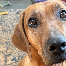 Calli - Rhodesian Ridgeback