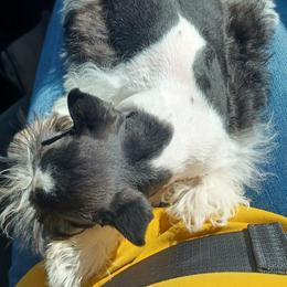 Miniature Schnauzer All Grown Up from hallie lively