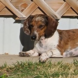 Dachshunds from King’s K-9 Kingdom