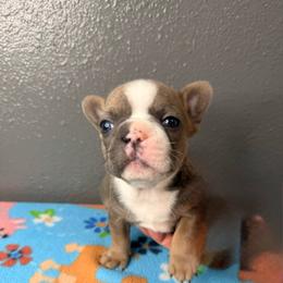 Boy 3 - Blue male French Bulldog puppy in Spanaway, Washington from Frog Faced Frenchies