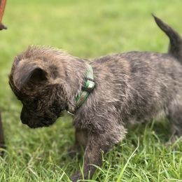 Jose - Brindle male Cairn Terrier puppy in Lipan, Texas from Flyin G Cairns