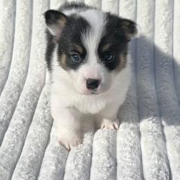 AMERY - White and black male Pembroke Welsh Corgi puppy in Walker, Iowa from Double K Corgis