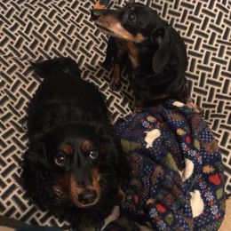 Dachshunds from Andi’s Adorable Dachshunds