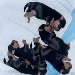 Yorkshire Terrier puppies from Cash N Callie