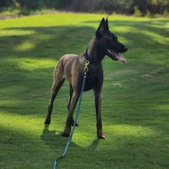 Walnoot BRN 46046 - Belgian Malinois