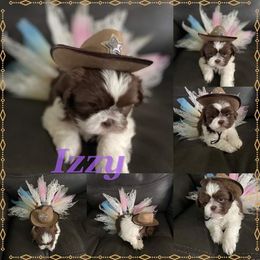 Shih Tzu Puppies from LaDawn’s Little Lions