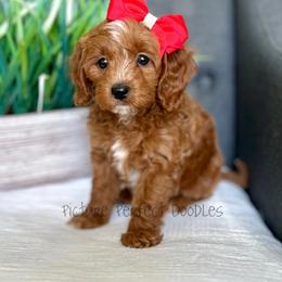 Red Collar - Red female Cavapoo puppy in St George, Utah from Picture Perfect Doodles