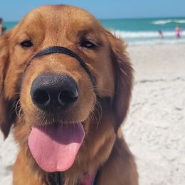 Arthur - Golden Retriever