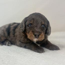 Gloria - Merle female Bernedoodle puppy in Fleming, Colorado from Vandenbark Doodles