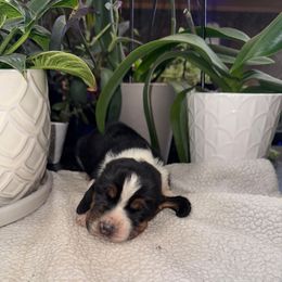 Ronald Weasley - Black white and brown male Basset Hound puppy in Leroy, Michigan from Iron Sentry Farms