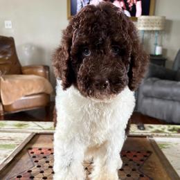 Hersheys - Brown and white male Bernedoodle puppy in Arabi, Georgia from Huckadoodle Farm
