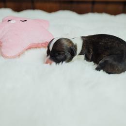 Dolly - Sable female Pembroke Welsh Corgi puppy in Adairsville, Georgia from R&R Corgis