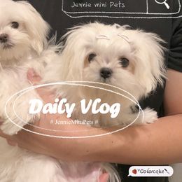 Peanut  - Maltese