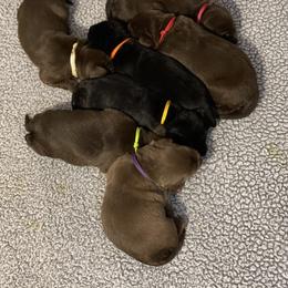 Labrador Retriever Puppies from Crout Kennels