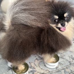 Velvet - Black and tan female Pomeranian puppy in Fayetteville, North Carolina from Tar-heel Poms