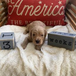 Betsy aka Purple Collar - Apricot female Goldendoodle puppy in Portland, Tennessee from Happy_Tails_by_TJ