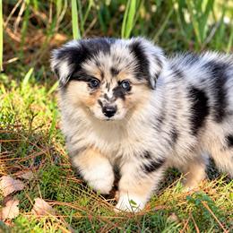 Zazu - Blue merle male Miniature American Shepherd puppy in Leitchfield, Kentucky from Legendmaker MAS